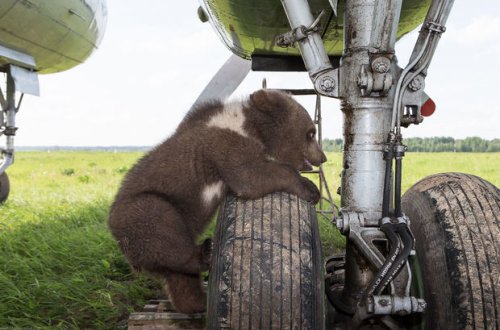 Təyyarə eniş zamanı ayılara çırpıldı - FOTO