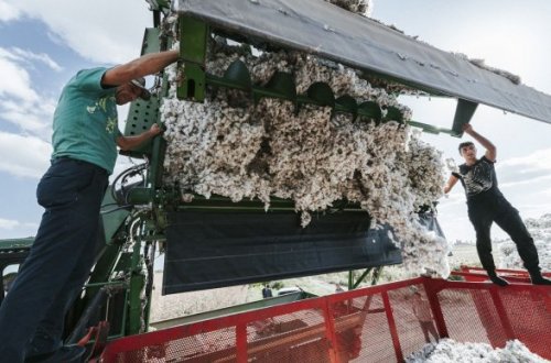 Первая хорошая новость после войны: собрали 300 тысяч тонн хлопка!