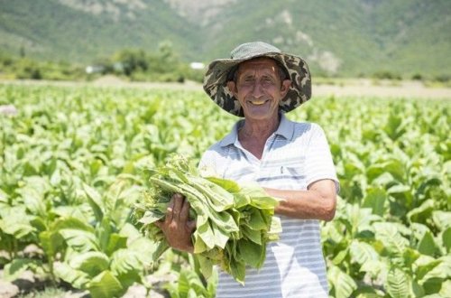 Tütünçülükdə orta məhsuldarlıq göstəriciləri yüksəlib
