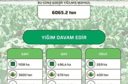 Bugünədək sahələrdən 6065,2 ton tütün yığılıb – OPERATİV MƏLUMAT 