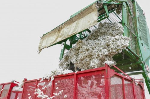 Ağdamın keçmiş təmas xəttinin sıfır nöqtəsində yerləşən kəndlərində pambıq yığımına başlanıldı