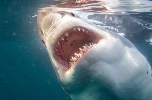 Köpək balığı çimərlikdəki 60 yaşlı turisti öldürdü