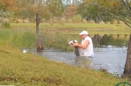 Во Флориде мужчина вытащил из пасти аллигатора свою собаку - ВИДЕО