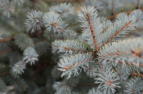 Врач рассказала об опасности новогодней елки