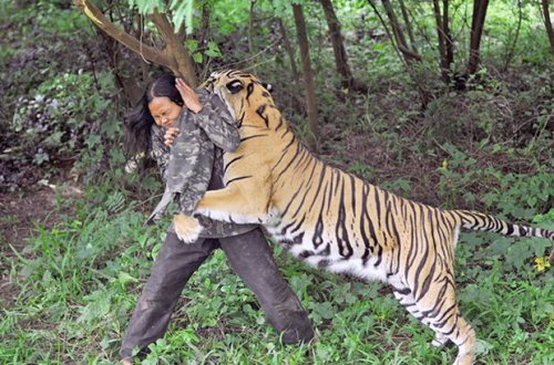 Qoruqdan qaçan pələng insanlara hücum etdi, yaralananlar var - VİDEO