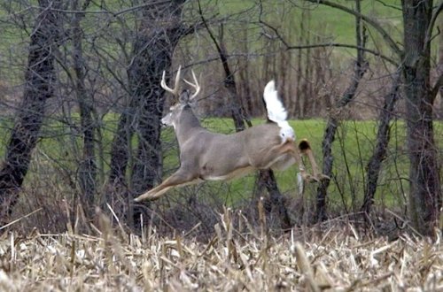 Maral ovçunun silahını əlindən alıb meşəyə qaçdı