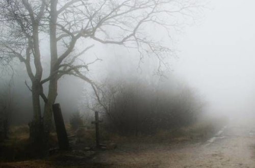 Danimarkada qəribə hadisə: Koronavirusa görə öldürülən su samurlarının cəmdəkləri basdırıldıqları yerdən çıxdı