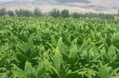 Tütün yığımında məhsuldarlıq artıb