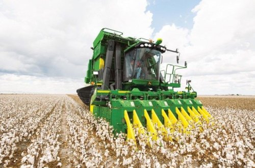 Pambıq yığımında orta məhsuldarlıq 33 sentnerə çatır - OPERATİV MƏLUMAT