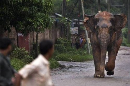 Arvad fərasəti ilə ərini vəhşi fildən xilas etdi