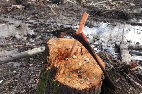 Nazirlikdən Qusarda meşədə ağacların kəsilməsi ilə bağlı AÇIQLAMA + FOTO