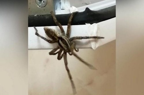 Hörümçəyi hədəf alan qadın qardaşını nizə ilə vurdu