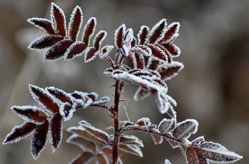 İstirahət gününün havası: Şaxta, qar, duman...