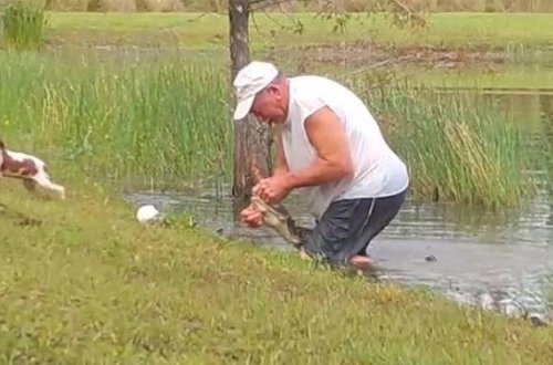 İtini yalın əlləri ilə timsahın ağzından xilas edən kişi – video