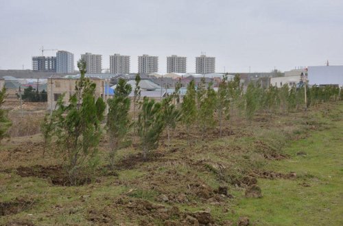 470 mindən çox meşəcinsli ağac əkilib