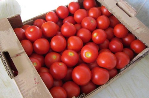 Rusiya Ermənistandan pomidor idxalını dayandırır