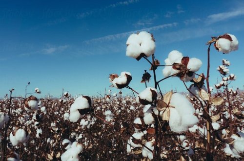 Pambıq üzrə orta məhsuldarlıq 33,2 sentnerə çatıb