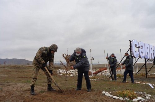 Cəbrayılda Şərq çinarları əkilib - FOTO