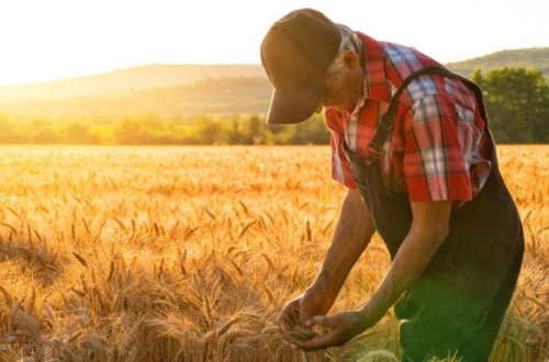 2021-ci il üzrə veriləcək subsidiya kvotaları açıqlanıb