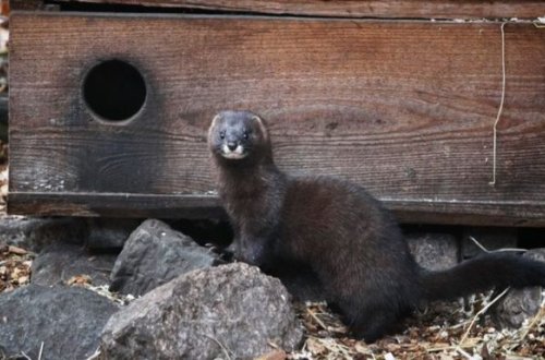 ABŞ-da koronavirus ilk dəfə vəhşi təbiətdə tapıldı