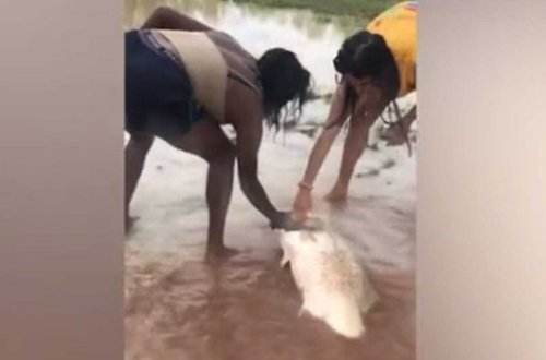 Австралийки поймали метровую рыбу голыми руками на глазах у крокодила - ВИДЕО