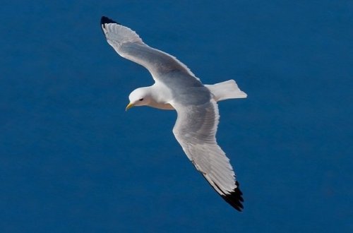 В Нахчыване обнаружен новый вид птиц