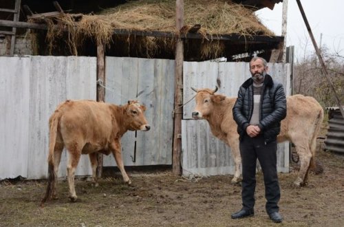 Daha iki rayonda Vətən müharibəsi şəhidlərinin ailələri və müharibə iştirakçıları üçün təsərrüfatlar yaradıldı