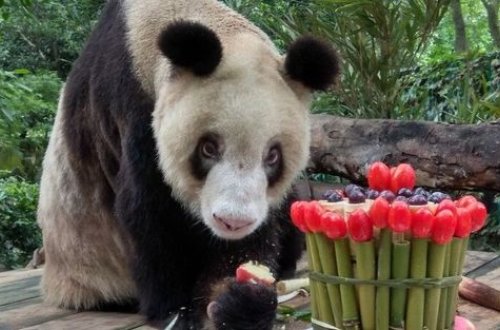 Умерла самая старая панда в мире