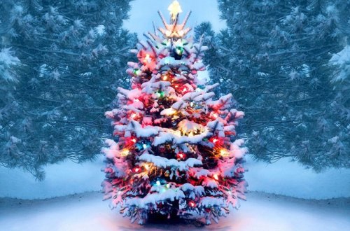 İcra Hakimiyyəti yolka qurmaq istədi, sakinlər etiraz etdi (VİDEO)