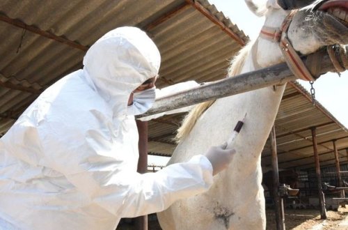 Argentinada COVID-19-a qarşı at anticisimi istifadə edəcəklər