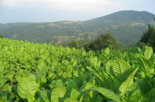 Bugünədək sahələrdən 6936,2 ton tütün yığılıb - OPERATİV MƏLUMAT