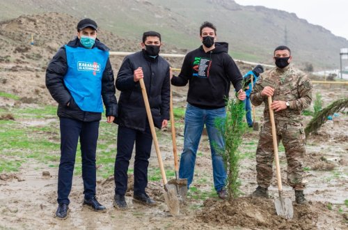 “Davam” ümumrespublika ağacəkmə aksiyası həyata keçirib