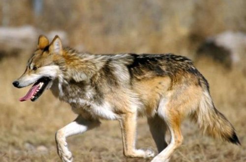 Türkiyədə QORXULU ANLAR: Ac canavar şəhərə girdi - VİDEO