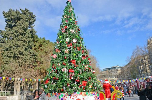 Yeni ilin astanasında: Küknar ağacları bəzədiləcəkmi? - VİDEO