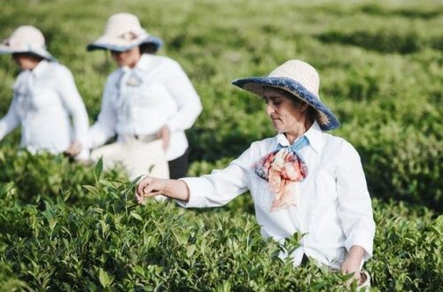 Kənd təsərrüfatı istehsal kooperativlərinin yaradılma prosedurları sadələşdiriləcək