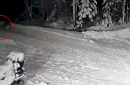 İt 10 yaşlı uşağı canavarın caynağından xilas etdi