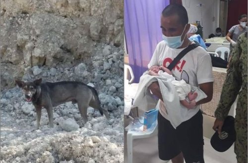 Sahibsiz it yeni doğulmuş körpənin həyatını xilas etdi - FOTO