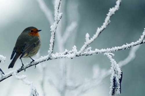 Bu ərazilərdə 5 dərəcə şaxta olacaq - Bu günün HAVASI
