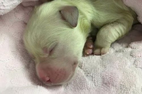 Gürcüstanda yaşıl rəngli küçük doğuldu - FOTO/VİDEO