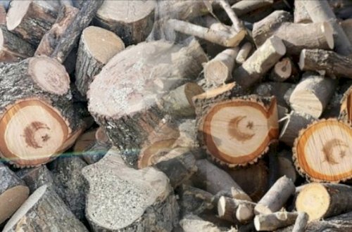 Türkiyə şokda: Kəsilmiş ağacın gövdəsindən ay-ulduz fiquru çıxdı - Fotolar