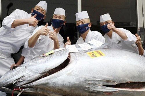 208 kiloluq balıq bu qiymətə satıldı - ŞOK MƏBLƏĞ - FOTO