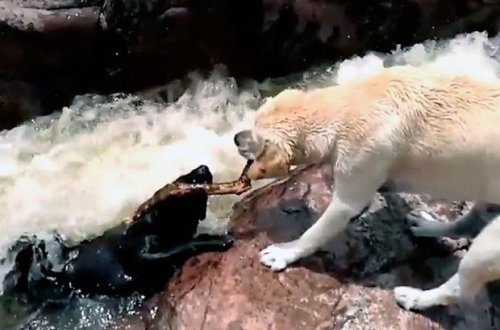 İt öz dördayaqlı dostunu xilas etmək üçün insanlardan “kömək istədi” - VİDEO