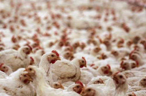 Массовую вспышку птичьего гриппа зафиксировали в нескольких штатах Индии