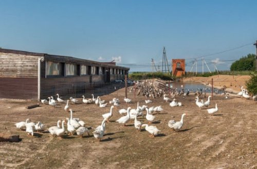 Вспышку птичьего гриппа зафиксировали в нескольких штатах Индии