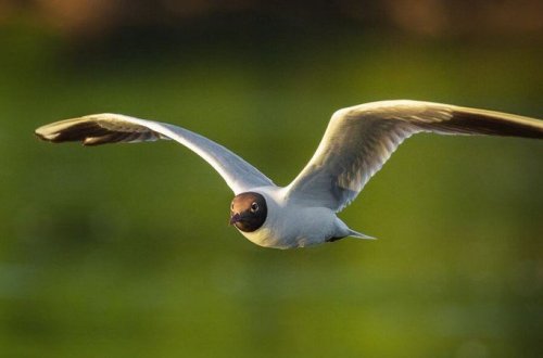 Azərbaycanda yeni quş növü aşkarlandı (FOTO)