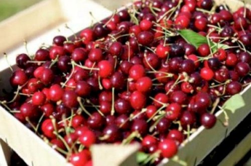Yarım kiloqram albalını 10 min dollara satdı