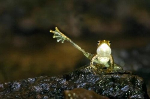 Bu qurbağanın gülməli 