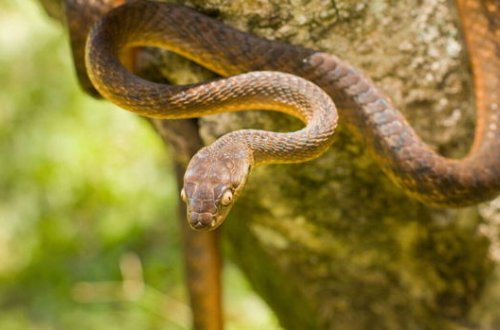 Тихоокеанская змея научилась завязывать себя в лассо - ВИДЕО