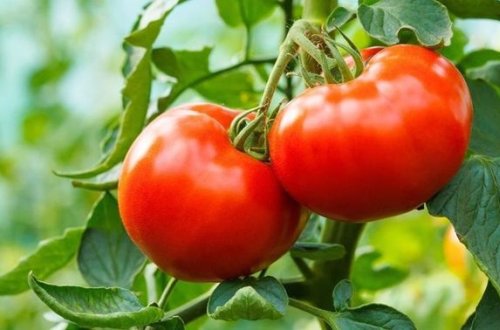 Rusiyaya ixrac olunan məhsullara məhdudiyyətlərin aradan qaldırılması üçün görüş keçirilib - FOTO