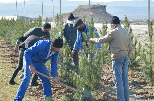 Şamaxıda yaşıllıqların sahəsi daha da genişləndirilir - FOTOLAR